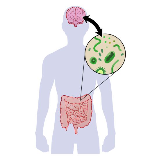 How the Gut-Brain Axis Can Affect Health
